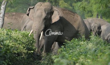 ମୁଖ୍ୟମନ୍ତ୍ରୀ ଓ କେନ୍ଦ୍ର ପରିବେଶ ଓ ଜଙ୍ଗଲ ମନ୍ତ୍ରୀଙ୍କୁ ପତ୍ର ଲେଖିଲେ କେନ୍ଦ୍ରମନ୍ତ୍ରୀ : Ommtv