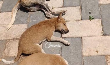 OMM TV ମଣିଷର ପଶୁ ପଣିଆ, କୁକୁରଙ୍କୁ ବିଷଦେଇ ହତ୍ୟା