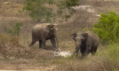 Elephants at BBSR Sikharchandi : Ommtv
