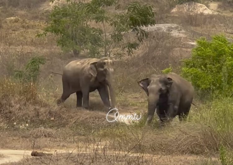 Elephants at BBSR Sikharchandi : Ommtv