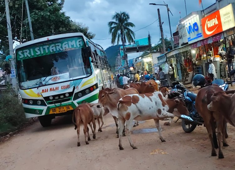 ଲାଞ୍ଜିଗଡ ସହରରେ ମୁଖ୍ୟ ରାସ୍ତାରେ ମାତିଛି ଷଣ୍ଢ ଗାଇଗୋରୁ କରୁଛନ୍ତି ପ୍ରାଦ୍ରୁଭାବ ହେଉଛି ଟ୍ରାଫିକ ଯାମ :Ommtv Kalinga Vikas