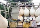 ଚଢ଼ଉ ପରେ ବଢ଼ିଲା ପନିର, ଛେନା ଦର