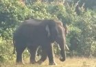 ୧୦ ମାସ ପରେ ପୁଣି ଫେରିଲା ଦନ୍ତା,  ଘେରି ରହିଛନ୍ତି ୨୦ ଜଣିଆ ବନବାହିନୀ
