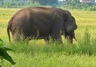 ଦି’ଦିନ ନାକେଦମ୍‌ କଲାଣି ଦନ୍ତା; ବାଜା-ବାଣ-ନିଆଁହୁଳାକୁ ଫୁ…