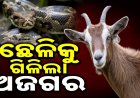 ଆନନ୍ଦପୁରରେ ଅଭାବନୀୟ: ଛେଳିକୁ ଗିଳି ଦେଲା ଅଜଗର