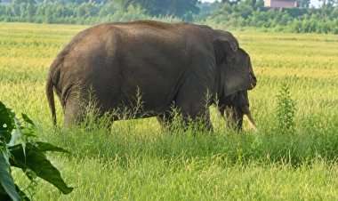 ଦି’ଦିନ ନାକେଦମ୍‌ କଲାଣି ଦନ୍ତା; ବାଜା-ବାଣ-ନିଆଁହୁଳାକୁ ଫୁ…