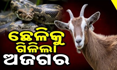 ଆନନ୍ଦପୁରରେ ଅଭାବନୀୟ: ଛେଳିକୁ ଗିଳି ଦେଲା ଅଜଗର