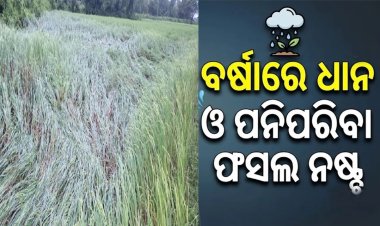 ବର୍ଷାରେ ଧାନ ଓ ପନିପରିବା ଫସଲ ନଷ୍ଟ