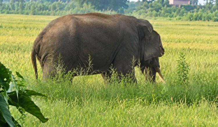 ଦି’ଦିନ ନାକେଦମ୍‌ କଲାଣି ଦନ୍ତା; ବାଜା-ବାଣ-ନିଆଁହୁଳାକୁ ଫୁ…