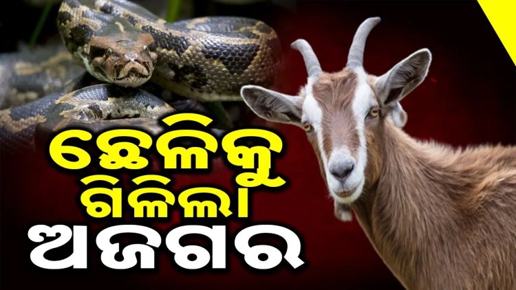 ଆନନ୍ଦପୁରରେ ଅଭାବନୀୟ: ଛେଳିକୁ ଗିଳି ଦେଲା ଅଜଗର