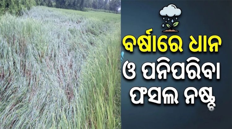 ବର୍ଷାରେ ଧାନ ଓ ପନିପରିବା ଫସଲ ନଷ୍ଟ