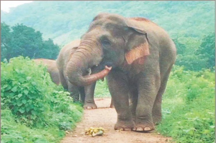 ହାତୀ ଆକ୍ରମଣରେ ମହିଳା ମୃତ